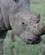 32B Næsehorn Med Flad Mule Nakuru Kenya Anne Vibeke Rejser PICT0307