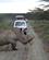 32C Næsehornet Løber Mellem Bilerne Nakuru Kenya Anne Vibeke Rejser PICT0309
