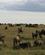 41A Gnuer Masai Mare Kenya Anne Vibeke Rejser PICT0329