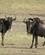 41C Gnuer Er På Evig Vandringr Masai Mare Kenya Anne Vibeke Rejser PICT0314