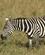 41E Zebra Masai Mare Kenya Anne Vibeke Rejser PICT0324