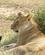 41F Løvinde I Delvis Skygge Bag En Busk Masai Mare Kenya Anne Vibeke Rejser PICT0317