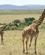 42F Giraffer Masai Mare Kenya Anne Vibeke Rejser PICT0423