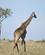 42G Giraffen Er Altid Elegant At Iagttage Masai Mare Kenya Anne Vibeke Rejser PICT0342