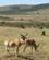 42H Koantiloper Masai Mare Kenya Anne Vibeke Rejser PICT0363