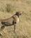 44A Gepard På Udkik Masai Mare Kenya Anne Vibeke Rejser PICT0357