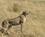 44A Gepard På Udkik Masai Mare Kenya Anne Vibeke Rejser PICT0357