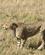 44B Gepard Har Fået Øje På Noget Masai Mare Kenya Anne Vibeke Rejser PICT0351