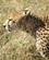 44C Geparden Går Koncentreret Masai Mare Kenya Anne Vibeke Rejser PICT0352