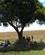 46C Frokost Under Et Skyggefuldt Træ Masai Mare Kenya Anne Vibeke Rejser PICT0030