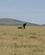 46H Grib Masai Mare Kenya Anne Vibeke Rejser PICT0459