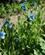116 Forårsblomster Egeskov Slot Anne Vibeke Rejser IMG 0198