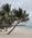 122 Palmer På Stranden Diani Beach Kenya Anne Vibeke Rejser IMG 3443