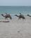 148 Dromedarer Diani Beach Kenya Anne Vibeke Rejser IMG 3452