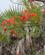 150 Blomstrende Træ Ved Tennisbanen Diani Beach Kenya Anne Vibeke Rejser IMG 3439
