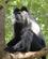 156 Sort Hvid Colobus Abe Diani Beach Kenya Anne Vibeke Rejser IMG 3430