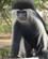 157 Sort Hvis Colobus Abe Diani Beach Kenya Anne Vibeke Rejser IMG 3436