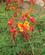 160 Blomst I Akacietræ Diani Beach Kenya Anne Vibeke Rejser IMG 3467