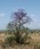 204 Enkeltstående Træ Tsavo Øst National Park Kenya Anne Vibeke Rejser IMG 3521