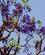 205 Velduftende Blå Blomster Tsavo Øst National Park Kenya Anne Vibeke Rejser DSC09495