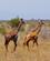 208 Giraffer Tsavo Øst National Park Kenya Anne Vibeke Rejser DSC09502