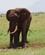 212 Ensom Hanelefant Tsavo Øst National Park Kenya Anne Vibeke Rejser DSC09541