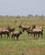 212 Oryx Antiloper Tsavo Øst National Park Kenya Anne Vibeke Rejser DSC09524