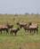 212 Oryx Antiloper Tsavo Øst National Park Kenya Anne Vibeke Rejser DSC09524
