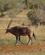 213 Oryx Antilope Tsavo Øst National Park Kenya Anne Vibeke Rejser DSC09560
