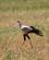214 Sekretærfugl Tsavo Øst National Park Kenya Anne Vibeke Rejser DSC09527