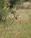 240 Girafantilope Tsavo Øst National Park Kenya Anne Vibeke Rejser DSC09553