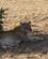 248 Løven Flytter Sig Ikke Tsavo Øst National Park Kenya Anne Vibeke Rejserdsc09571
