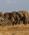 250 Elefantflok På Vandring Tsavo Øst National Park Kenya Anne Vibeke Rejser DSC09573