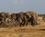 250 Elefantflok På Vandring Tsavo Øst National Park Kenya Anne Vibeke Rejser DSC09573