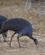 252 Gribbeperlehøns Tsavo Øst National Park Kenya Anne Vibeke Rejser DSC09585
