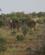 254 Eland Den Største Antilope Tsavo Øst National Park Kenya Anne Vibeke Rejser DSC09600