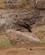 272 Steppeørn Tsavo Øst National Park Kenya Anne Vibeke Rejser DSC09663