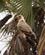 274 Afrikansk Ørn Tsavo Øst National Park Kenya Anne Vibeke Rejser DSC09671