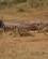 280 Løvefamilje Tsavo Øst National Park Kenya Anne Vibeke Rejser DSC09676