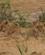 282 Ren Afslapning Tsavo Øst National Park Kenya Anne Vibeke Rejser DSC09677