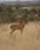 284 Antilope Tsavo Øst National Park Kenya Anne Vibeke Rejser DSC09685