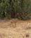 285 Dik Dik Den Mindste Antilope Tsavo Øst National Park Kenya Anne Vibeke Rejser DSC09695