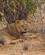 296 Ung Hanløve Tsavo Øst National Park Kenya Anne Vibeke Rejser DSC09700