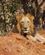 298 Hanløve Tsavo Øst National Park Kenya Anne Vibeke Rejser DSC09698