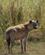 305 Hyænen Lister Bort Amboseli National Park Kenya Anne Vibeke Rejser DSC09728