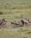 306 Vortesvin Med Unger Amboseli National Park Kenya Anne Vibeke Rejser DSC09732