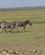 308 Masaizebraer Amboseli National Park Kenya Anne Vibeke Rejser DSC09751
