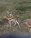 311 Thomsons Gazeller Amboseli National Park Kenya Anne Vibeke Rejser DSC09772