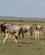 314 Gnuer Med Kalve Amboseli National Park Kenya Anne Vibeke Rejser DSC09790