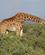 315 Giraf Amboseli National Park Kenya Anne Vibeke Rejser DSC09796